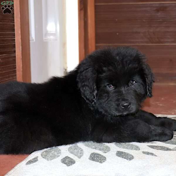 Dakota, Newfoundland Puppy